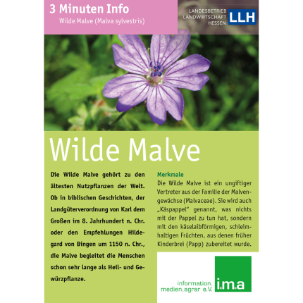 3 Minuten Info Wilde Malve