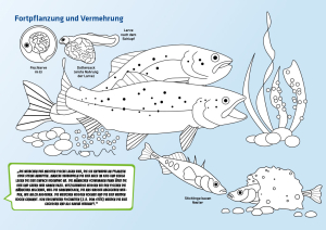 DAFV-Malbuch (Süßwasser)
