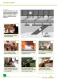 Poster Legehenne