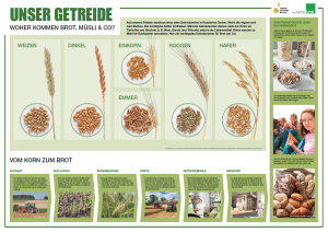Poster Das Getreide