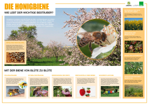 Poster Die Honigbiene