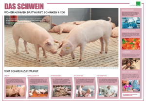 Poster Das Schwein