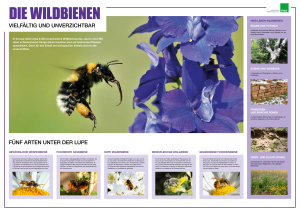 Poster Die Wildbienen